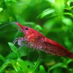 Cuidados esenciales para gambas acuario: tipos, mantenimiento y más